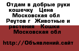 Отдам в добрые руки кошечку › Цена ­ 10 - Московская обл., Реутов г. Животные и растения » Кошки   . Московская обл.